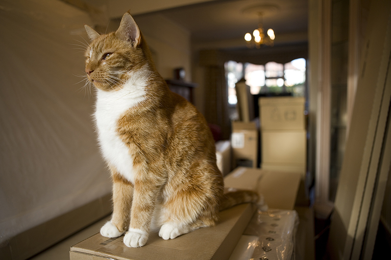 Moving with Pets? Advice From a DFW Moving Company