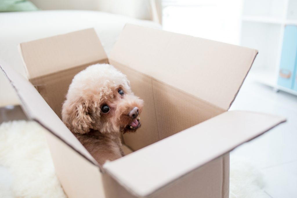 3 Rules for Moving with Pets