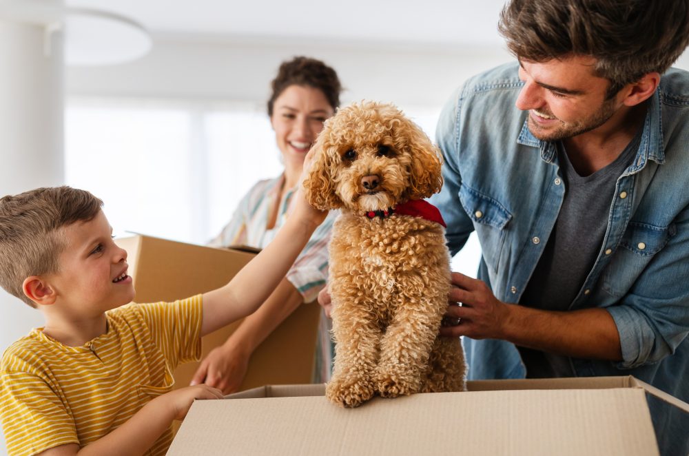 What Do To With Your Pets On Moving Day